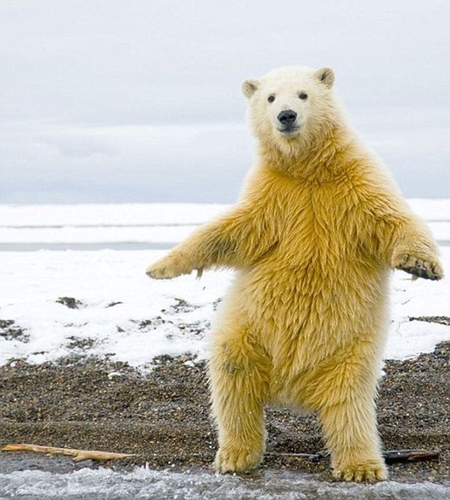 Dancing polar bear